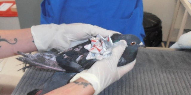 Animal investigators in New Zealand have recently discovered pigeons and sparrows "decorated" with Christmas decorations.
