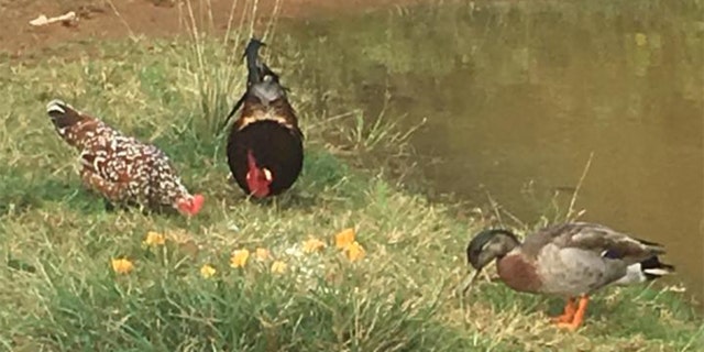 Trevor the duck became a celebrity on the tiny Pacific island of Niue