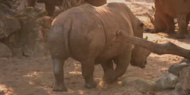A child was injured at a Florida zoo on Tuesday after she fell into the rhinoceros exhibit and came into contact with a rhino, emergency officials said.