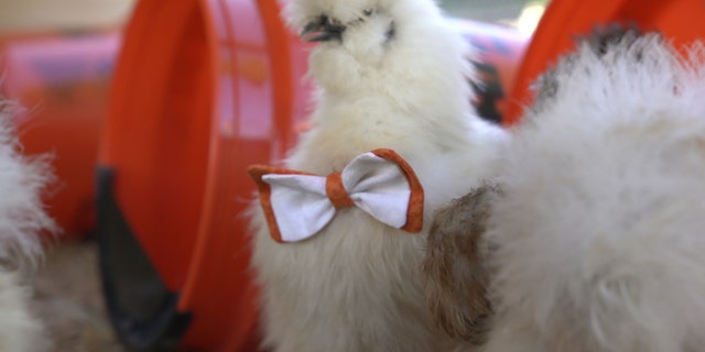 The fluffy chickens, too, appear to be Whataburger fans with orange and white bowties and bibs.