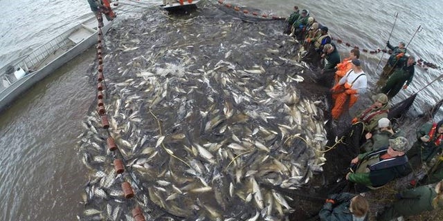 Asian Carp has been deemed the enemies of America’s waterways, threatening to take over the Great Lakes and cause a disaster to the country’s ecosystem.