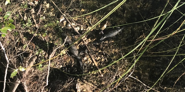 The big draws at Everglades National Park in South Florida are the birds, the endless sawgrass and, of course, the alligators.