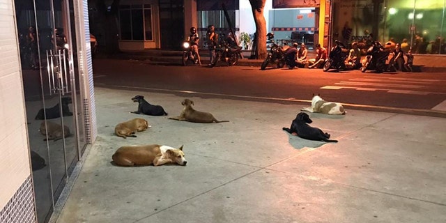 The six loyal pups of a homeless man in Brazil waited outside a hospital for more than 24 hours after he suffered a stroke.
