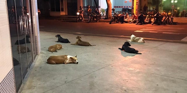 The six loyal pups of a homeless man in Brazil waited outside a hospital for more than 24 hours after he suffered a stroke.