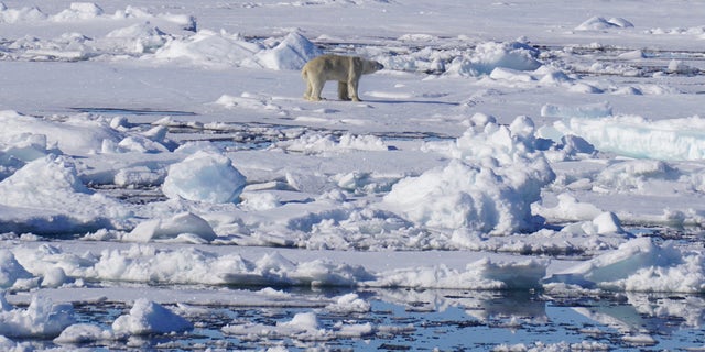 'Superbug' genes discovered in remote region of the Arctic | Fox News