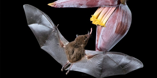 John Hudson, 72, a semi-retired hypnotherapist, was touring a nature reserve late at night when he came across the bats by chance. He spent three hours crouched in a makeshift hide to capture the pictures of the animals using their tongues to lap up the nectar. (Credit: SWNS)