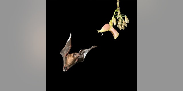 The extraordinary snaps are almost never seen with the naked eye because bats feed at night and are notoriously difficult to spot. (Credit: SWNS)