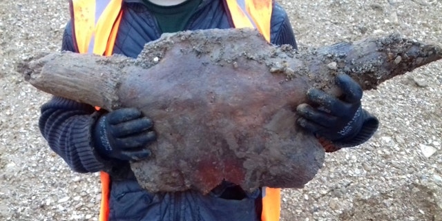 Jordan has previously found hundreds of buffalo bones at the site but has never uncovered a complete skull, making his latest find a unique discovery. (Credit: SWNS)