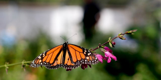 Researchers with an environmental group are labeling as "disturbingly low" the number of western monarch butterflies that migrate along the California coast.