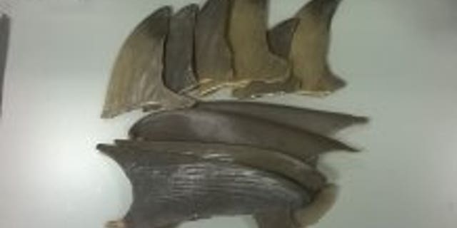 Researchers examined a number of shark fins as part of the study.