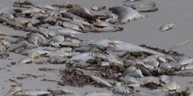 Dead fish are seen washed up by red tide.