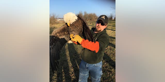The bird was rescued by MDC Wildlife Damage Biologist Josh Wisdom. (MDC)