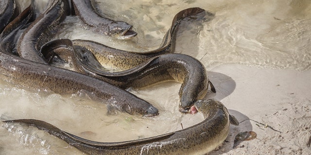 Some eels could be impacted by traces of cocaine getting into the river thames, scientists say.