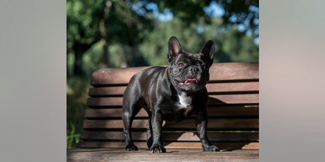 Moxie, a 3-year-old French bulldog, took part in a study of the genetics of 'screwtail' dog breeds (bulldogs, French bulldogs and Boston terriers). A common mutation in these dogs is similar to genetic changes in a rare human disease, Robinow syndrome. (Credit: Katy Robertson)