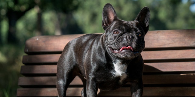 Moxie, a 3-year-old French bulldog, took part in a study of the genetics of 'screwtail' dog breeds (bulldogs, French bulldogs and Boston terriers). A common mutation in these dogs is similar to genetic changes in a rare human disease, Robinow syndrome. (Credit: Katy Robertson)
