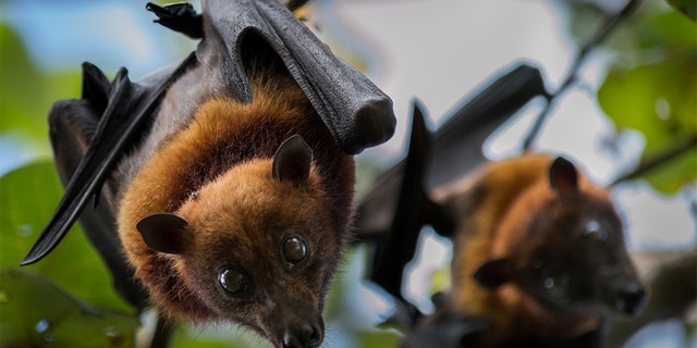 The Měnglà virus was found in fruit bats in China, and potentially could infect humans and other animals, scientists have said. (iStock, File)
