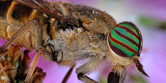 Horse Fly (Tabanus) with colored flower