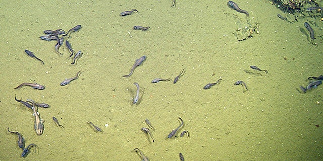 Catsharks and cusk eels were among the species of fish discovered in the depths of the Gulf of California.