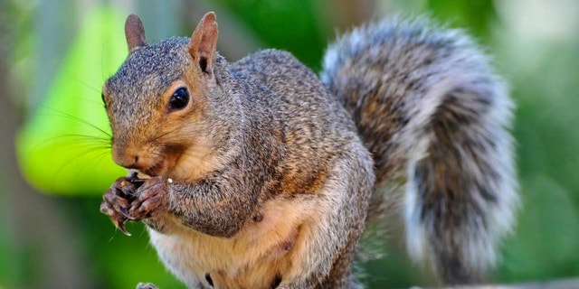 Neighbors in Syracuse, N.Y., are hoping for no more problems involving local wildlife.