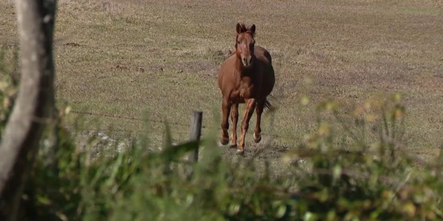 Shiloh, one of the horses who helped apprehend the suspect, is known to be feisty and aggressive.