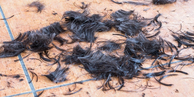 No need to shave your head. Make sure the hair is composted when it finally falls out.