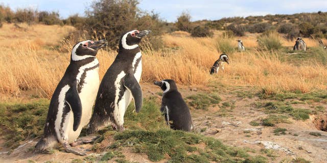Female Magellanic penguins, shown here, have been stranding on the coasts of South America, and researchers aren't sure why.