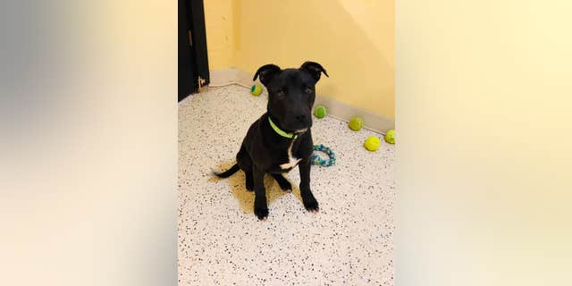 The puppy, Rudolph, was adopted earlier this month after his miraculous story went viral.