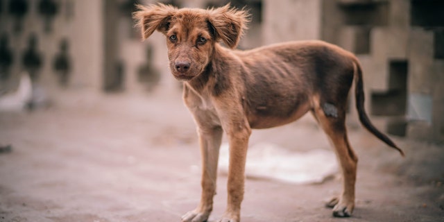 The woman was not identified in the case report, but her husband revealed she was bitten on the hand by a puppy while on a yoga retreat in India.