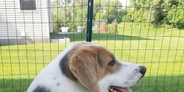 short spine syndrome dog