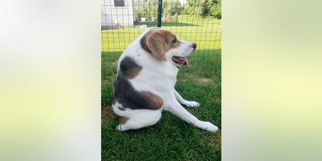 Cooper, a two-year-old American foxhound, lives with short spine syndrome, a genetic condition caused by inbreeding where vertebrae are fused together and compressed.