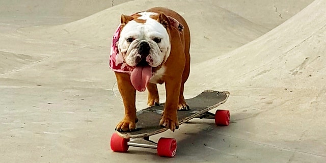 The 14-month-old dog has self-taught itself how to skateboard and enjoys nothing more than scooting around the streets much to the astonishment of onlookers. (Credit: SWNS)