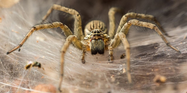 A man heard yelling at a spider, "Why don't you die?" while killing a spider prompted a full police response on Tuesday.