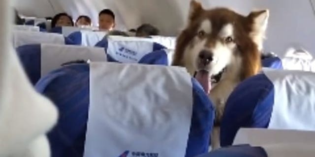 The American Kennel Club describes the Alaskan Malamute as “an affectionate, loyal, and playful but dignified dog” known as an “immensely strong, heavy-duty worker of spitz type.”