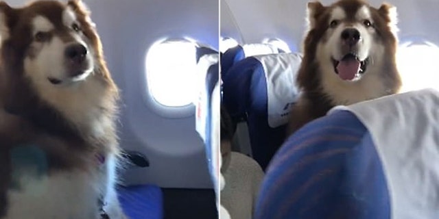 The Alaskan Malamute kept its companion in good spirits through their time in the high skies.