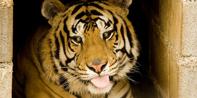 Kenny's brother Willie, who has crossed eyes. Credit: Turpentine Creek Wildlife www.turpentinecreek.org