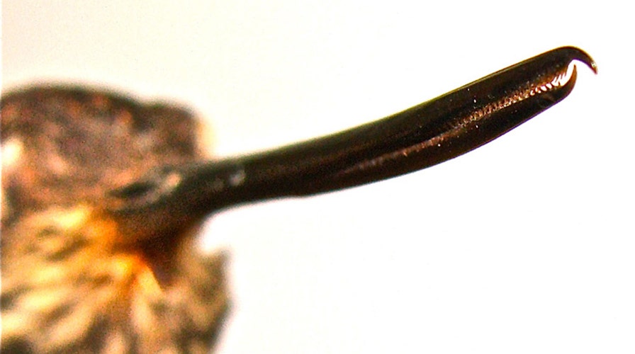 Hummingbirds are evolving ‘weaponized’ beaks with teeth for fighting