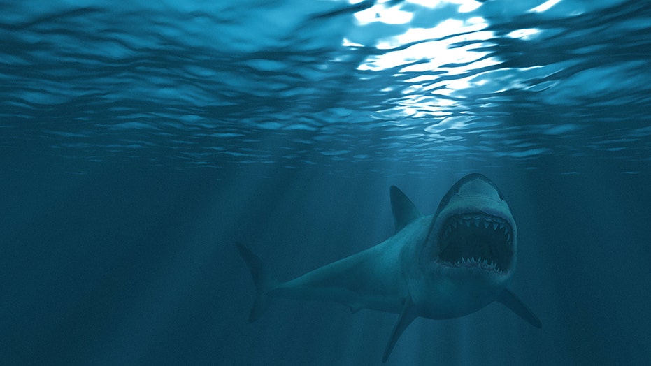 Florida S Shark Bite Capital Of The World Sees First Attack Of 19 Officials Say Fox News