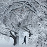A person walks past snow-covered trees in Loose Park, Kansas City, Jan. 13, 2019. 
