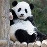 A female panda that was born in a Malaysian zoo has her first birthday at the National Zoo in Kuala Lumpur, Malaysia, Jan. 14, 2019. 