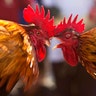 Roosters attack each other during a cockfight as part of Jonbeel festival near Jagiroad, east of Gauhati, India, Jan. 18, 2019. 