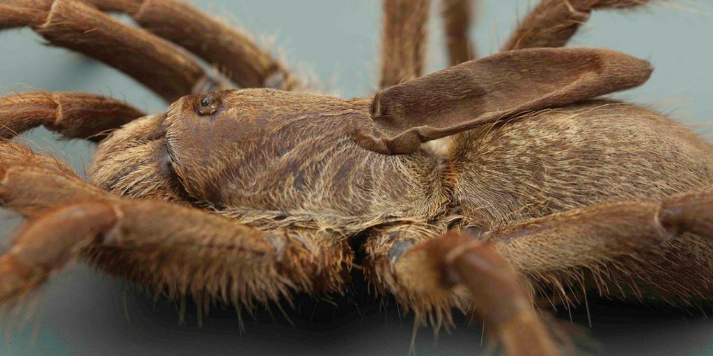 horny-tarantula-1.jpg?ve=1&tl=1