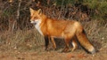 daily news top stories today A New York cop accidentally shot himself in the chest while running away from a rabid fox, police say.