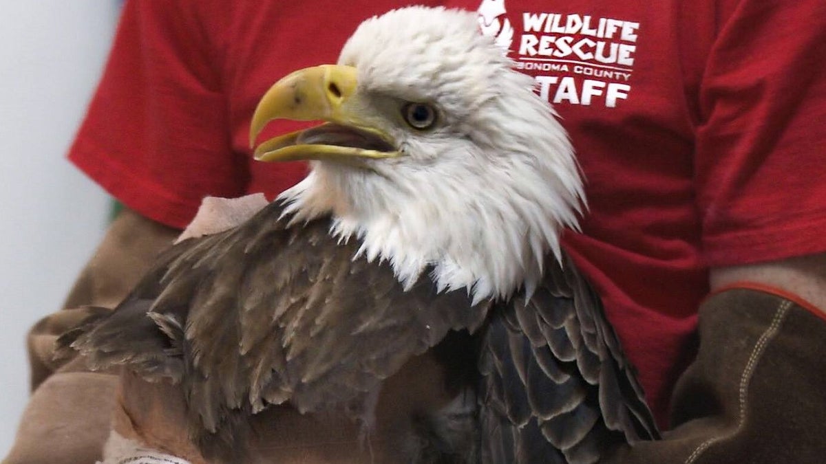 A bald eagle in California has been euthanized Friday after it was illegally shot with a pellet gun and suffered from lead poisoning. (Sonoma County Wildlife Rescue)