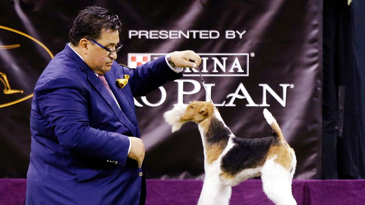 King, a wire fox terrier, competes with the terrier group at the 143rd Westminster Kennel Club Dog Show. (Associated Press)