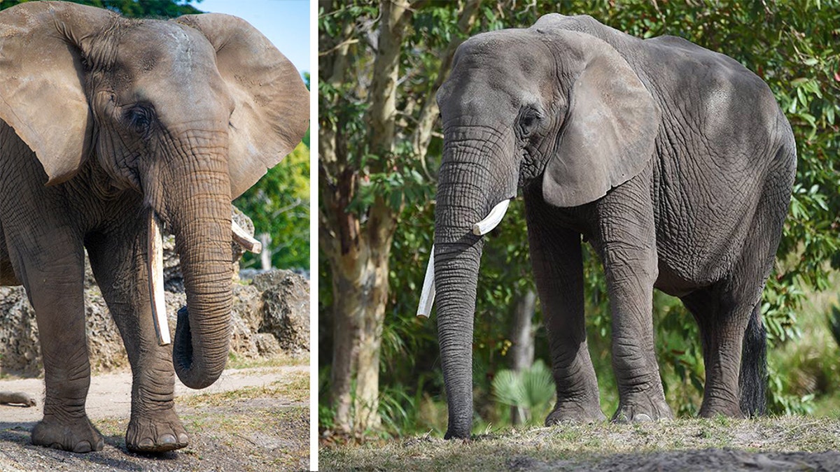 Cita, a 50-year-old African elephant residing in the Zoo Miami, died after an altercation with another elderly elephant.