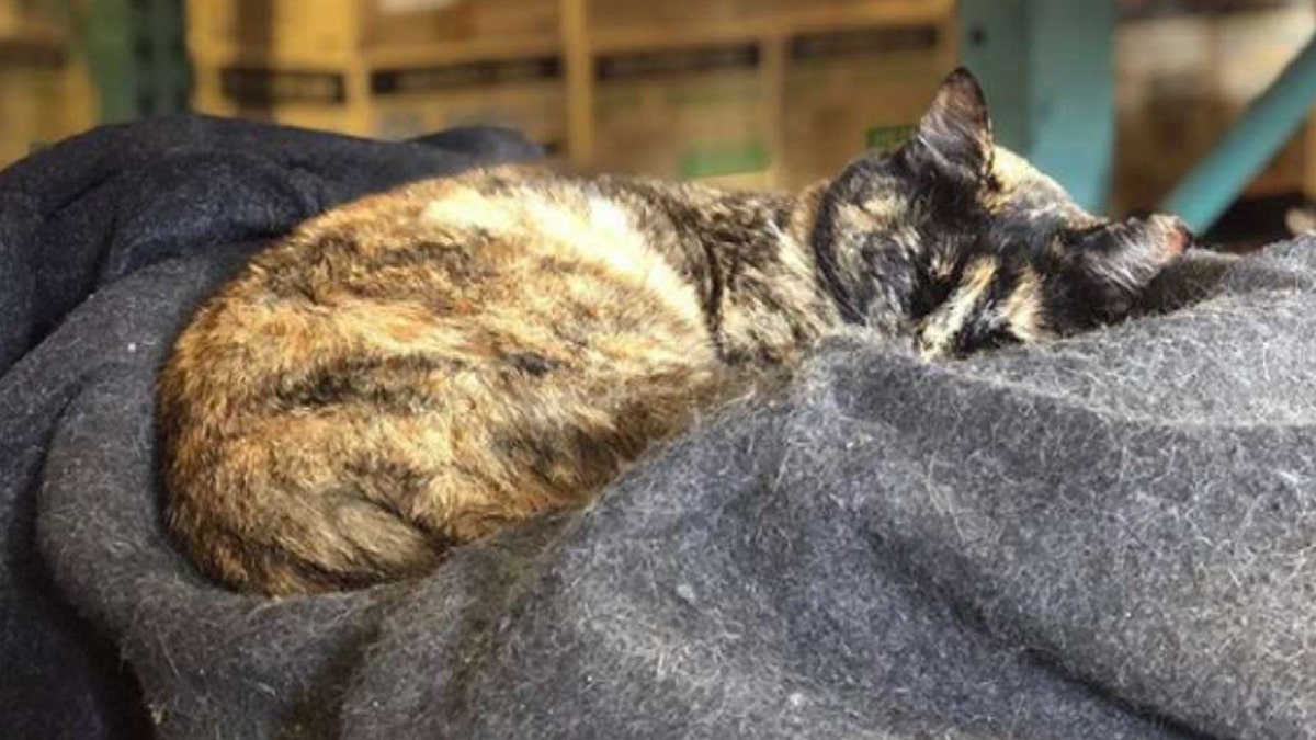 Edna the cat was evicted from Station 49 of the San Francisco Fire Department after the city received an anonymous complaint about her being around medical equipment.