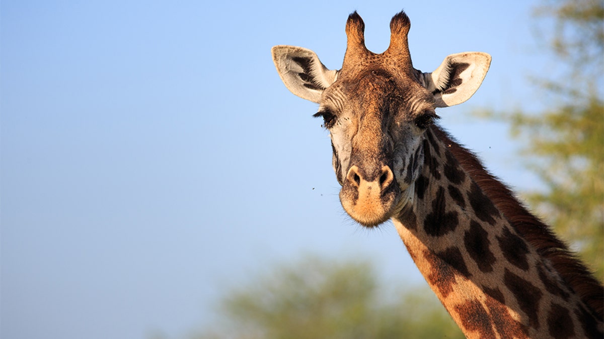 File image of a giraffe. The Kansas City Zoo's giraffe, Hamisi, died last week.