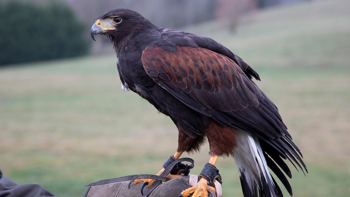 A Harris hawk, like the one pictured, was stolen near Heathrow Airport on Tuesday evening.
