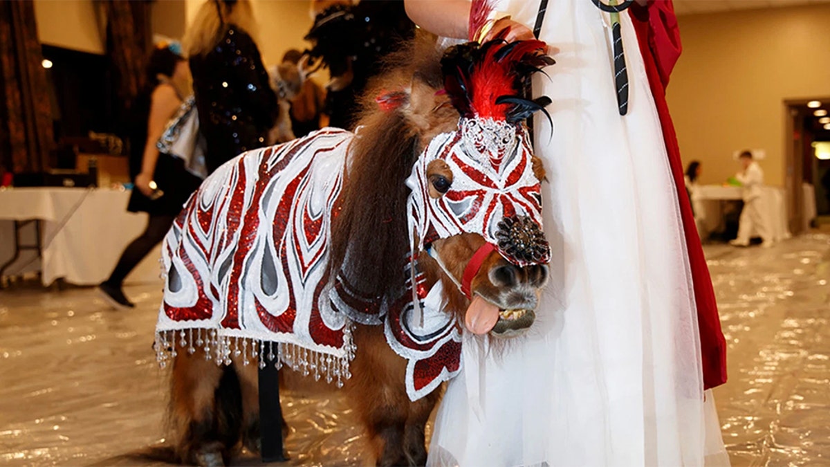 Midge, a 25-inch-tall, 125-pound equine, wasn’t horsing around as she trotted down the runway.<br>