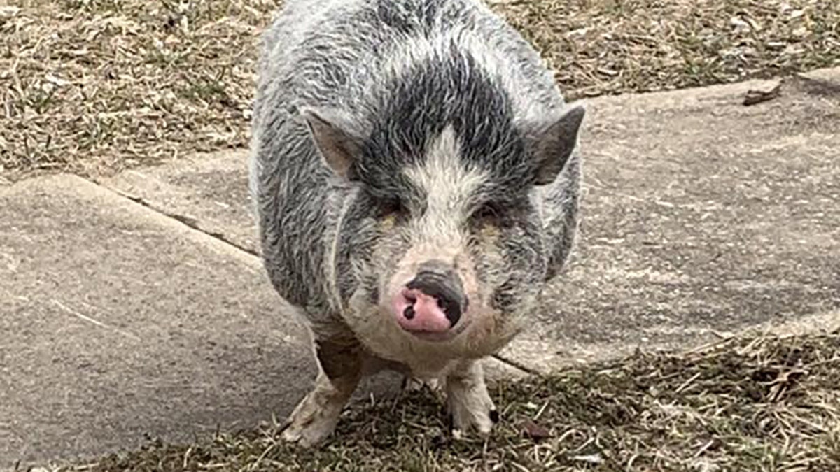 Police were able to lure a pot-bellied pig back home.